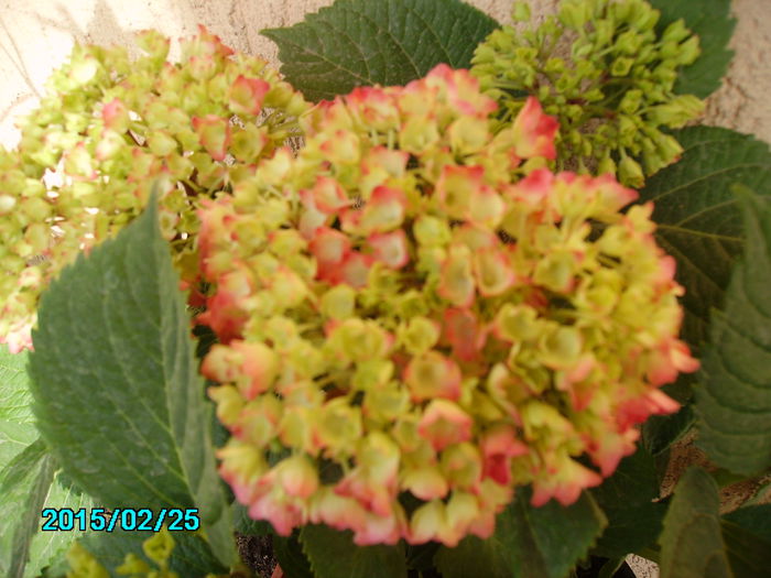 hortensie  - flori 2015