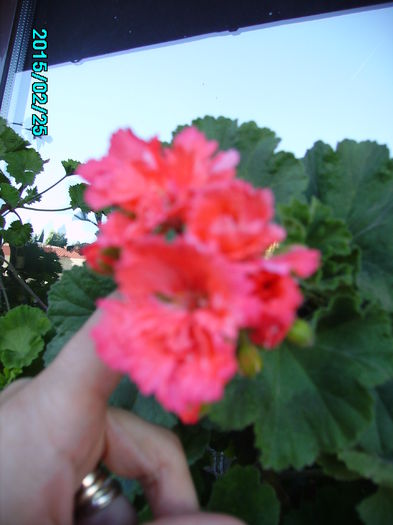 PICT2075