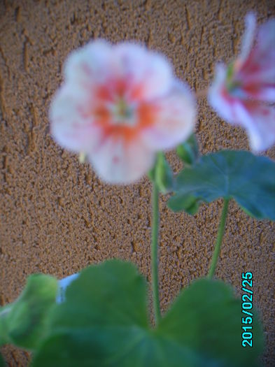 PICT2087