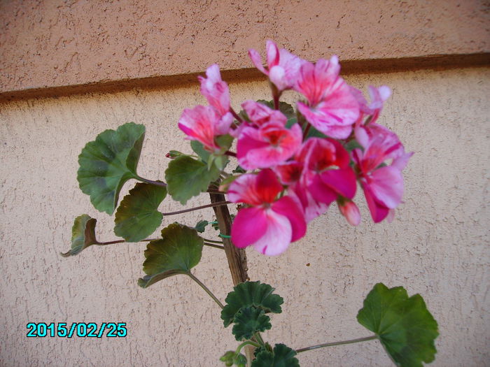 PICT2082