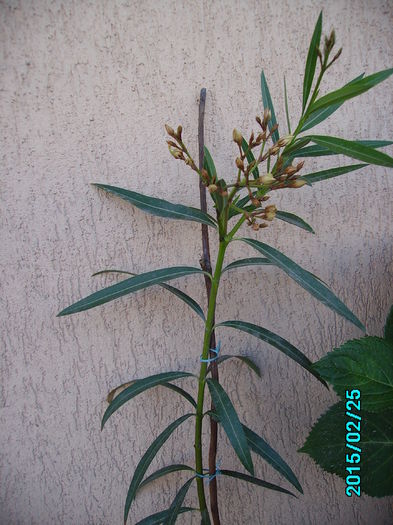 PICT2077 - flori 2015