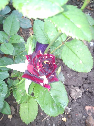 DSC_0031 - irisi si clematite 2015