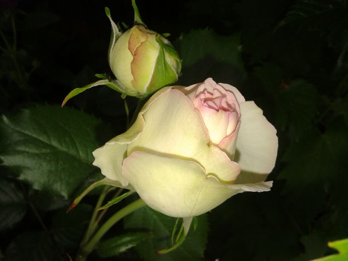 20150528_100941 - TRANDAFIRI 2015