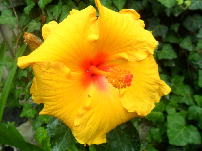 SAM_5431 - hibiscusi 2015-2