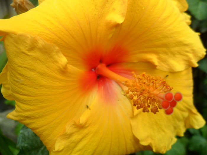 SAM_5434 - hibiscusi 2015-2