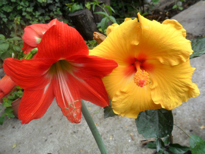 SAM_5426 - hibiscusi 2015-2