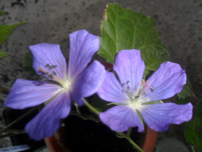 geranium - flori de interior