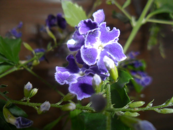 duranta repens - flori de interior