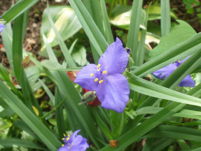 mov clasic - Tradescantia virginiana