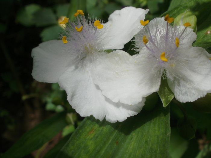 `Innocence` - Tradescantia virginiana