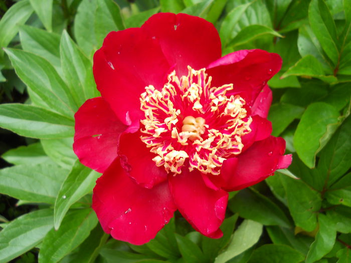 DSCN7289 - bujori 2015