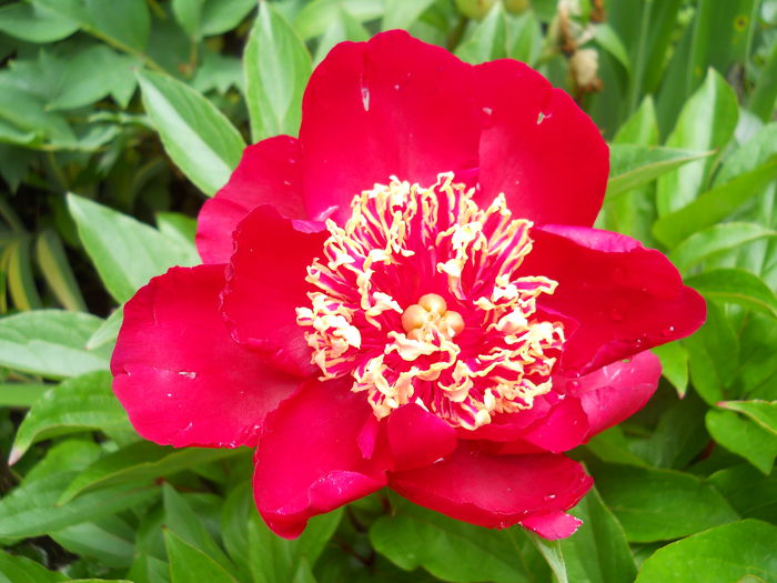 DSCN7290 - bujori 2015