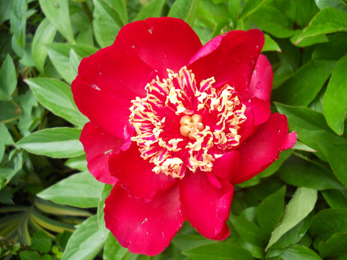 DSCN7291 - bujori 2015
