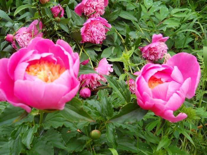 DSCN7235 - bujori 2015