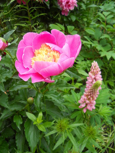 DSCN7267 - bujori 2015