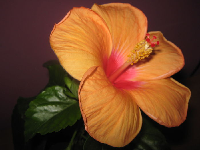 Prima floare a lui Premier