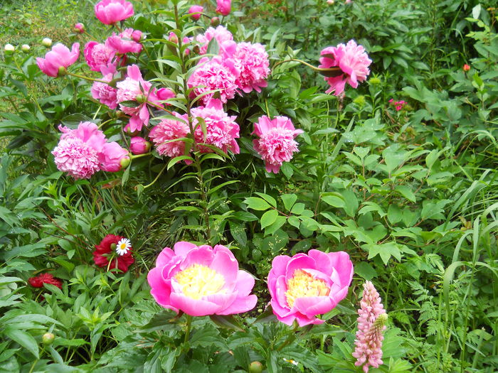 DSCN7269 - bujori 2015