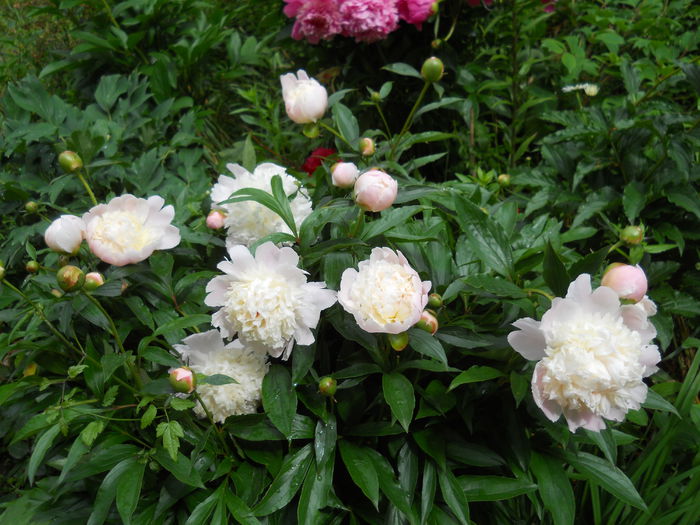 DSCN7271 - bujori 2015