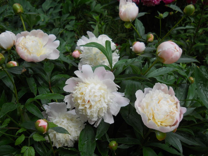 DSCN7273 - bujori 2015