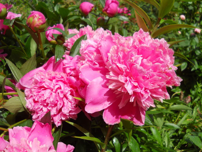 DSCN7276 - bujori 2015