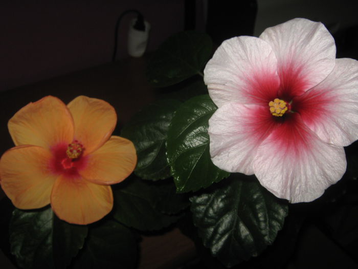 Picture My plants 3435