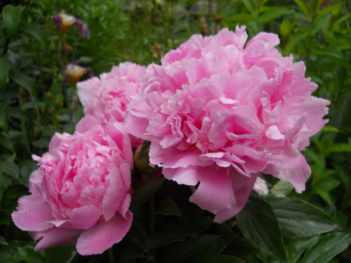 DSCN7285 - bujori 2015
