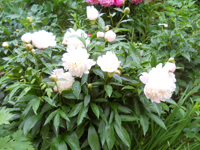 DSCN7295 - bujori 2015