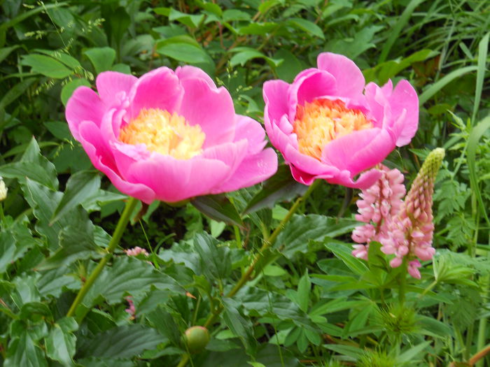 DSCN7297 - bujori 2015