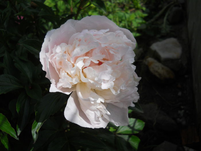 DSCN7313 - bujori 2015