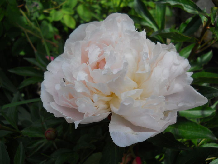DSCN7315 - bujori 2015