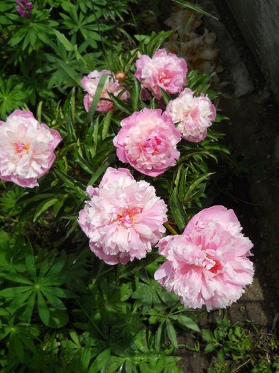 DSCN7318