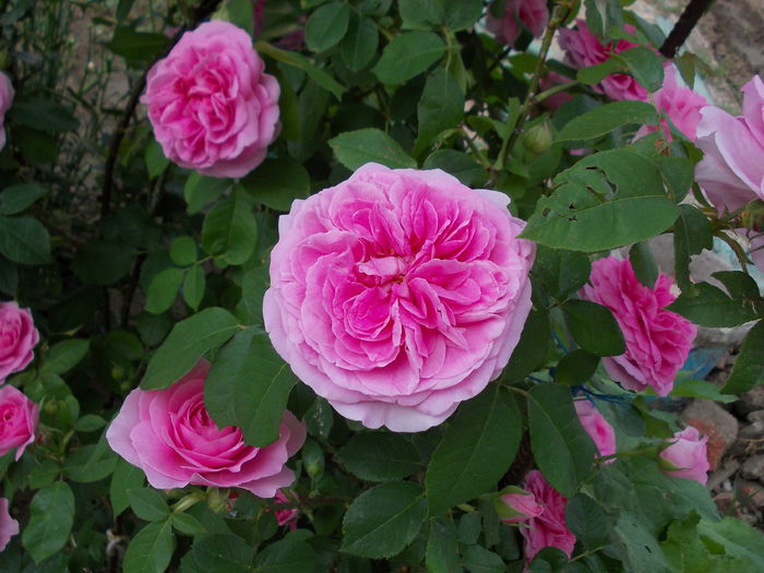 Gertrude Jekyll 2015 - austin - Gertrude Jekyll