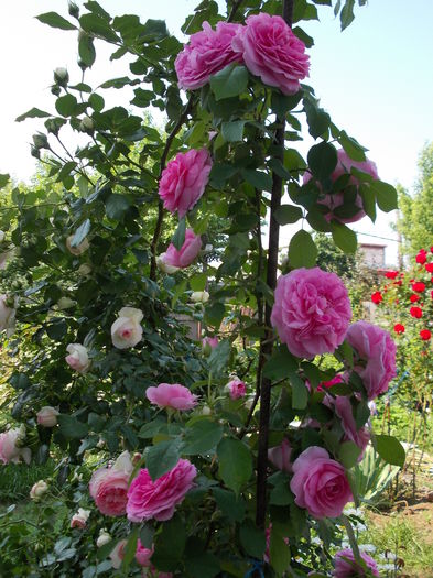 Gertrude Jekyll 2015 (1) - austin - Gertrude Jekyll