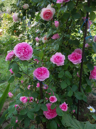 Gertrude Jekyll 2015 (2) - austin - Gertrude Jekyll