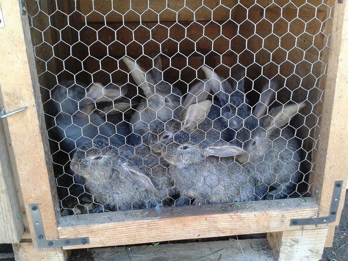 10250146_244696125730496_3988359926386404500_n