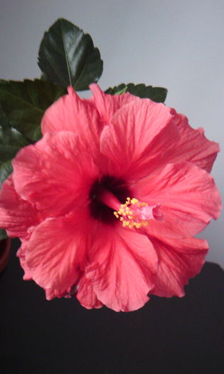 2015-05-28 17.36.06