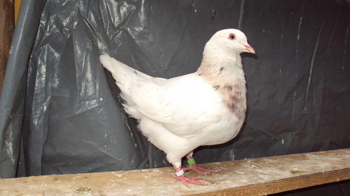 DSC06873 - 0 DE PRIN_VOLIERA