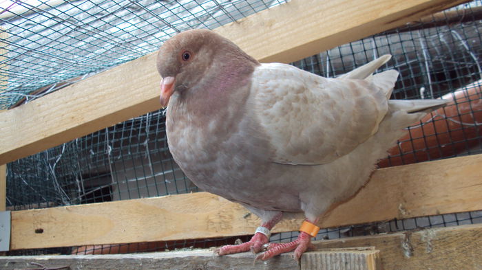 DSC06875 - 0 DE PRIN_VOLIERA