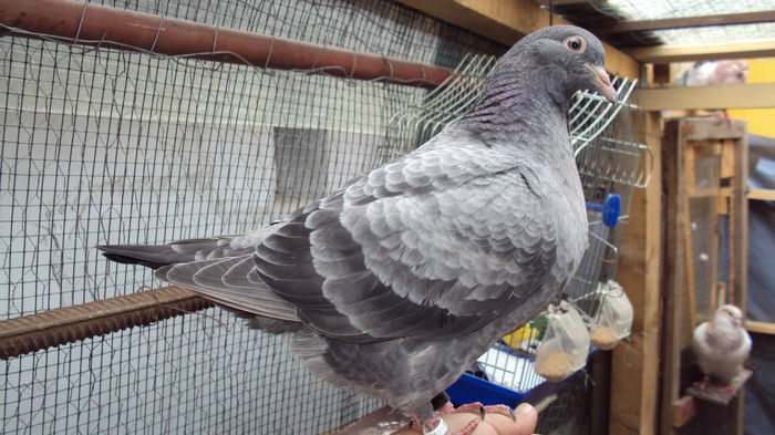 DSC06876 - 0 DE PRIN_VOLIERA