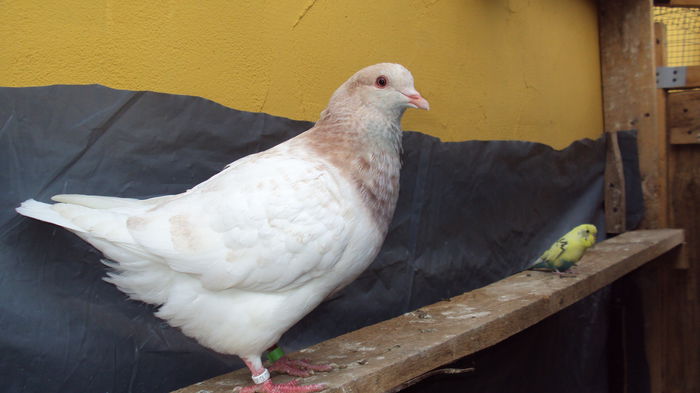 DSC06888 - 0 DE PRIN_VOLIERA