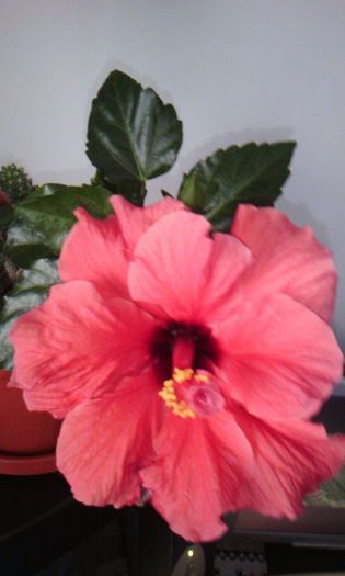 2015-05-28 17.42.59