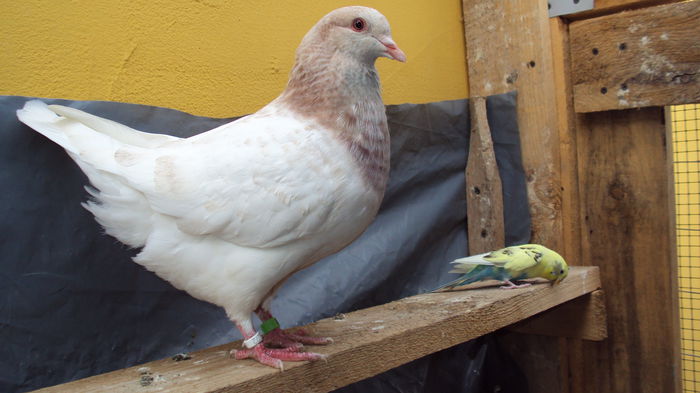 DSC06890 - 0 DE PRIN_VOLIERA