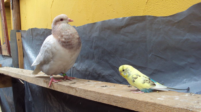 DSC06899 - 0 DE PRIN_VOLIERA