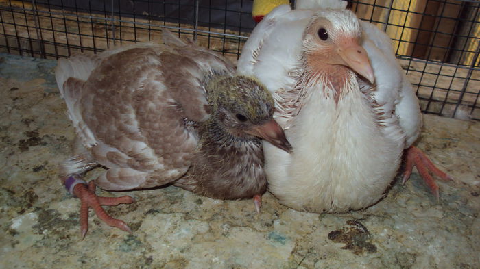 seria II -la 20 zile