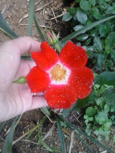 20150527_160629