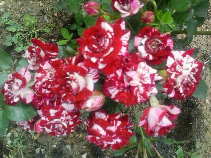 mini rosa