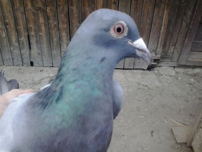 2015-05-08 19.58.57; femela
