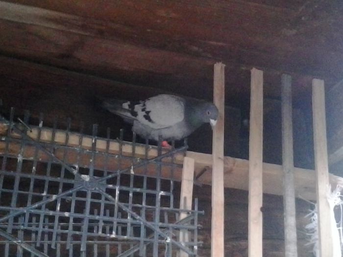 2015-05-08 20.00.59; mascul
