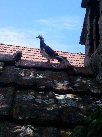 2015-05-23 12.27.24; femeluta
