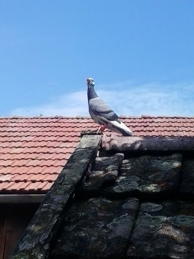 2015-05-23 12.27.30; musculut
